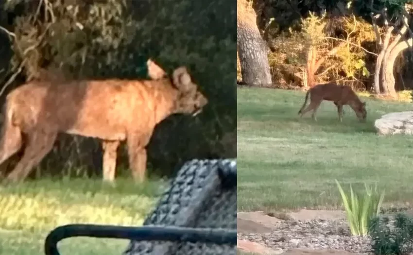  Aparição de animal misterioso assusta comunidade nos EUA: ‘Chupacabra’