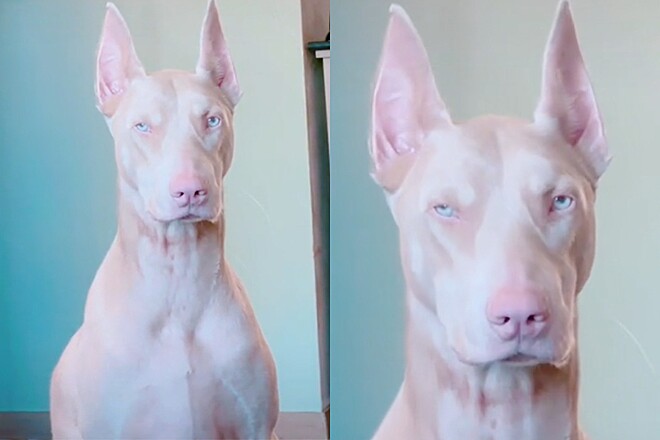  Conheça Jukka, um Doberman albino que tem chamado a atenção da web por sua beleza
