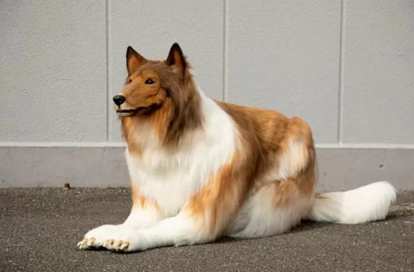  Japonês que gastou R$ 76 mil para se tornar um “cachorro” tem dificuldade para fazer amizade com cães de verdade