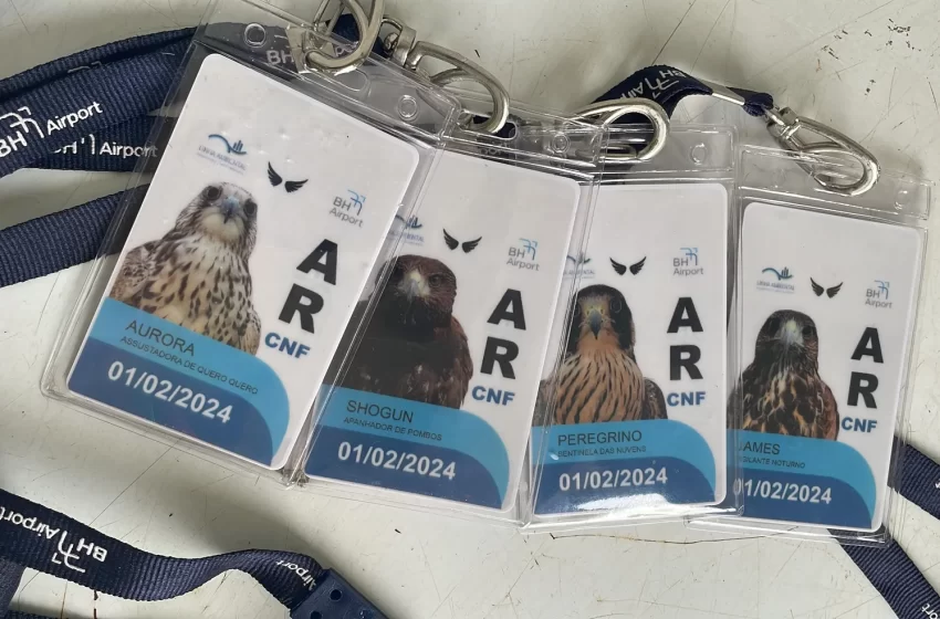  Aves de rapina ‘trabalham’ em Aeroporto Internacional de BH com direito a crachá e ‘salário’