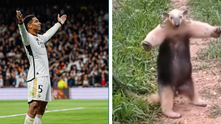  Belligol | Como o jogador de futebol Bellingham virou meme