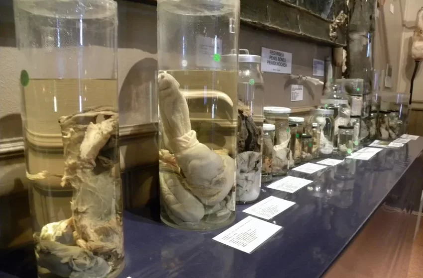  Museu do Pênis é atração inusitada para toda a família na Islândia