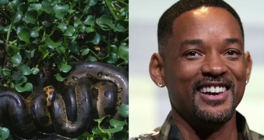  Nova cobra é identificada em gravação de série com Will Smith na Amazônia