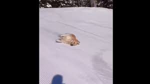  Cão vê neve pela primeira vez e a reação é hilária; veja as imagens