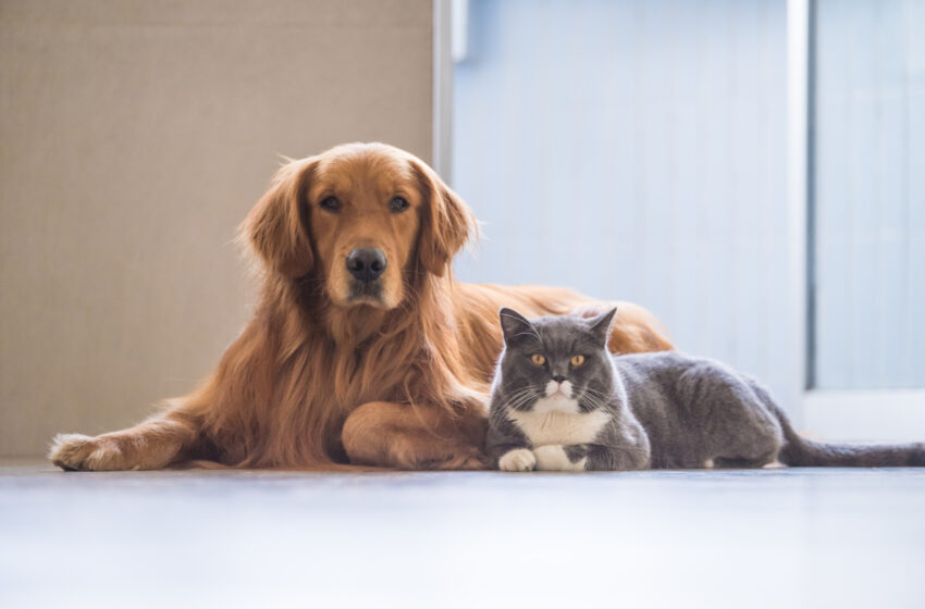  Cães e gatos