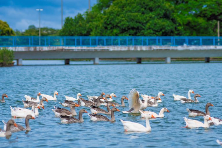  Lago do Parque da Cidade terá show com saxofonista no pôr do sol de domingo