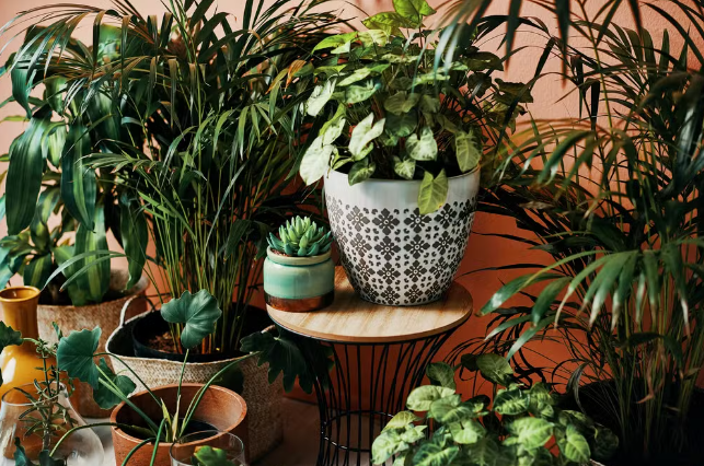  As plantas proibidas de ter em casa, de acordo com o seu signo