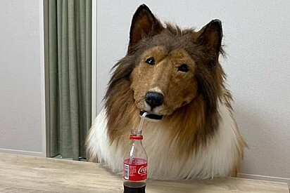  Homem que gastou ‘fortuna’ para se tornar um collie reconsidera decisão por achar ‘muito difícil’ andar como um cachorro