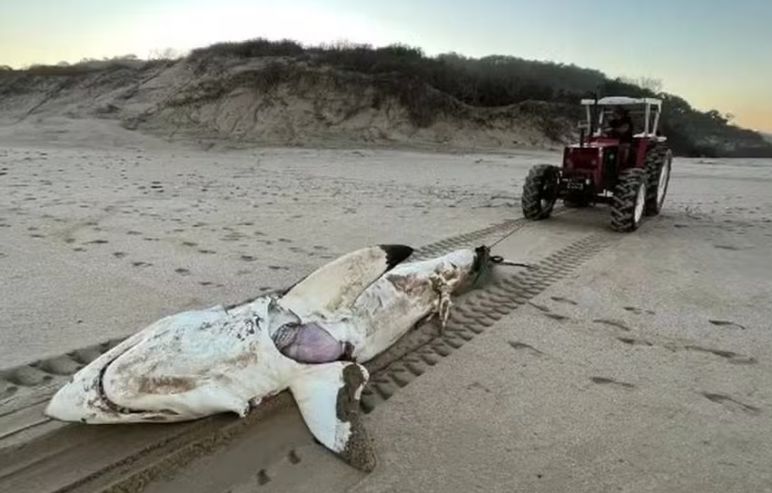  ‘Aula’ de cadeia alimentar: tubarão-branco de 4,5m, com golfinho dentro dele, é morto por orca