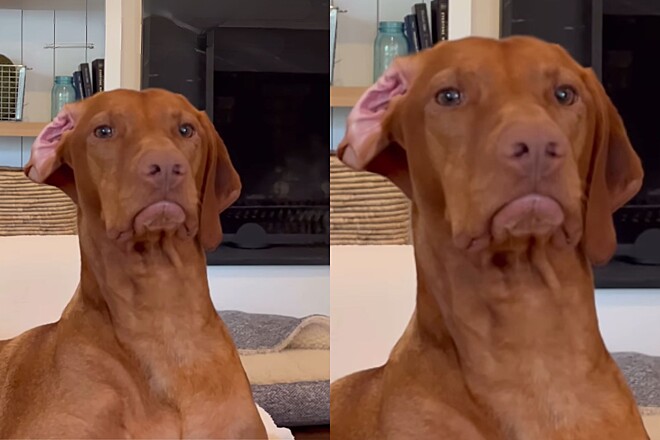  Cachorro vizsla é orientado a se comportar em creche para cães – mas tutora recebe vídeo provando que ele não ouviu
