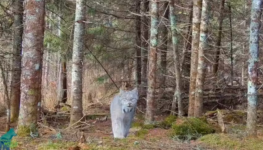  Vídeo mostra animal raro “posando” para uma câmera escondida em floresta remota dos EUA