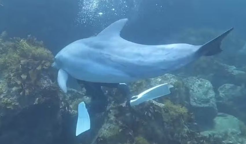  Golfinho ‘tarado’ aterroriza banhistas e mergulhadores no Japão