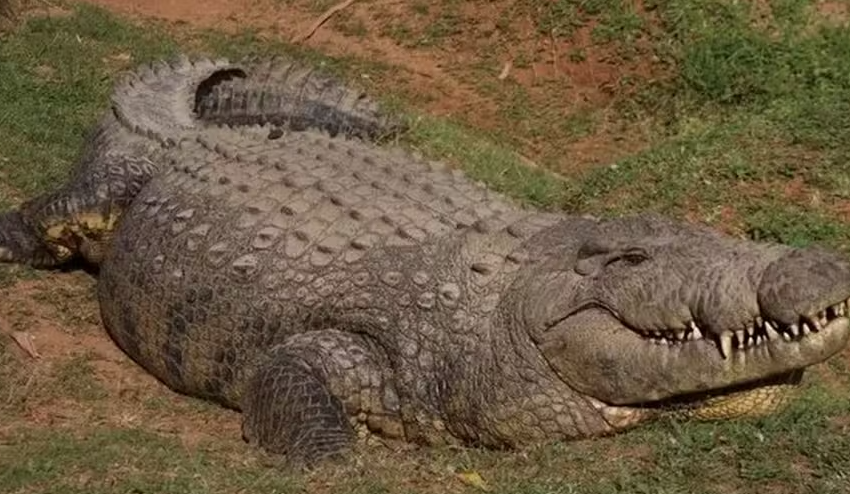  Crocodilo mais velho do mundo nasceu em 1900 e já gerou 10 mil filhotes