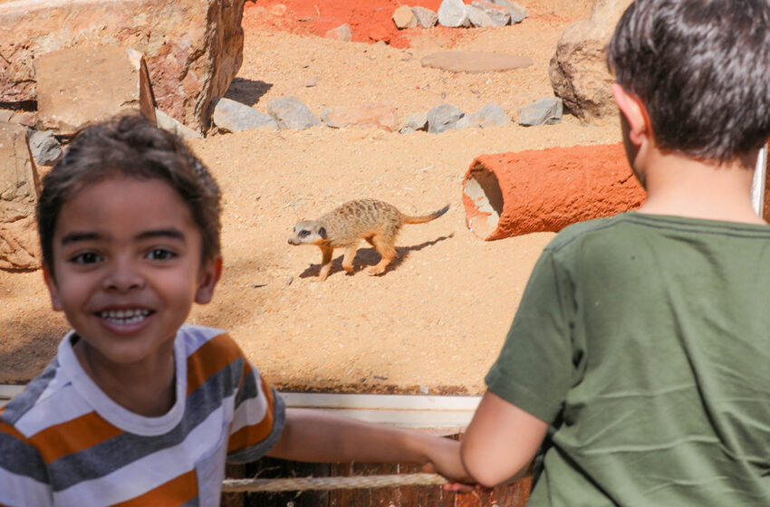  Zoológico abre espaço dos suricatos para visitação