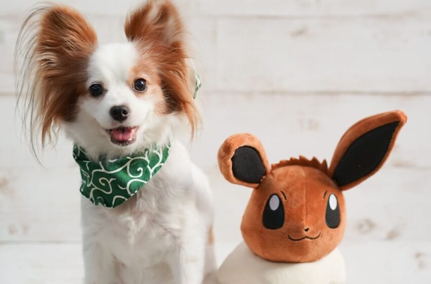  8 nomes para cachorros inspirados em Pokémon