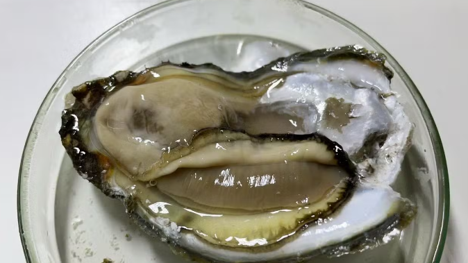  Ostras expostas à cocaína no mar sofrem alteração no DNA no litoral de SP, diz estudo