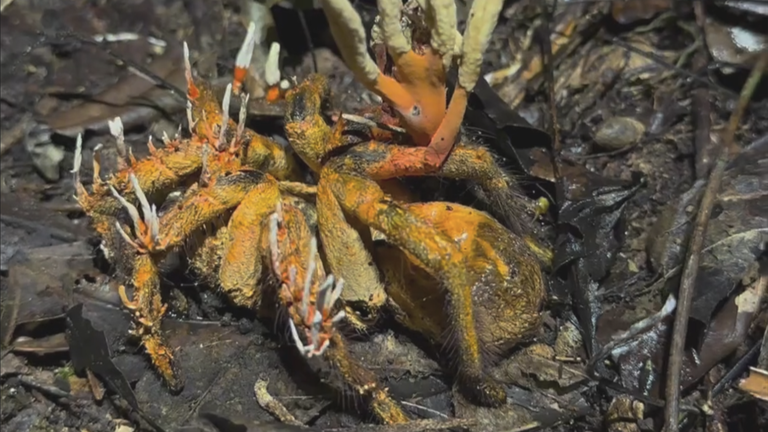  Fungo de The Last of Us é visto infectando tarântula em vídeo incrível