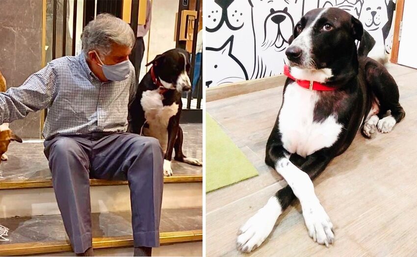  Empresário choca país ao deixar R$ 673,5 milhões de herança para cachorro, mordomo e cozinheiro