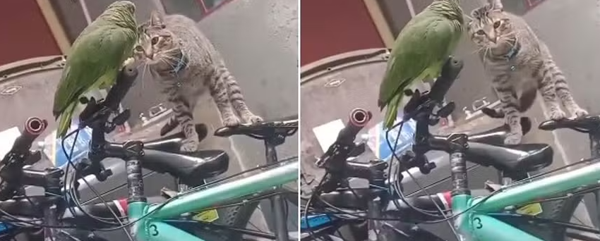  Papagaio em apuros diante de gato ‘pede socorro’ e viraliza