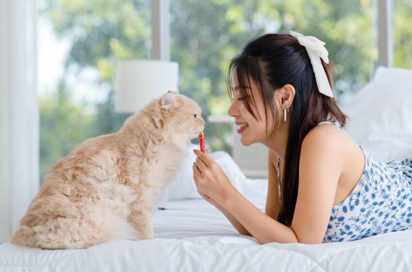  6 benefícios dos petiscos para cães e gatos 