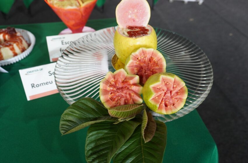  Concurso de Receitas com Goiaba chega à 5ª edição neste sábado (5)