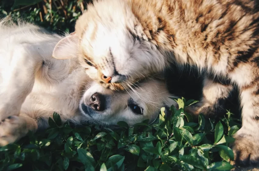  SinPatinhas: como cadastrar cães e gatos no programa de RG para pets