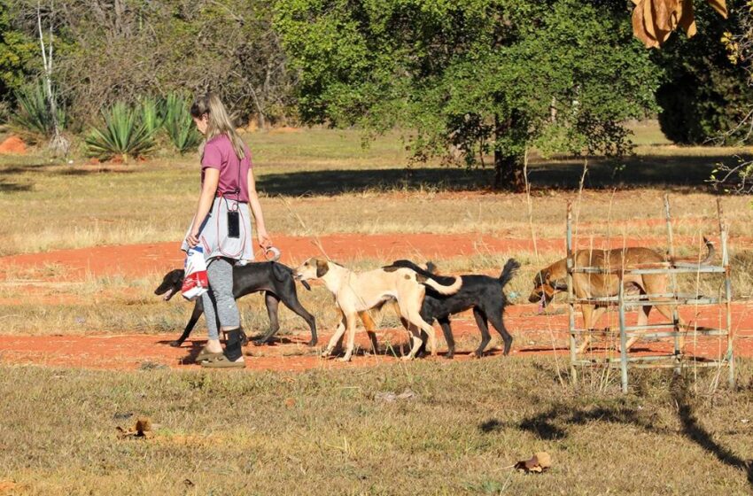  Animais em situação de rua são resgatados em operação coordenada pelo GDF