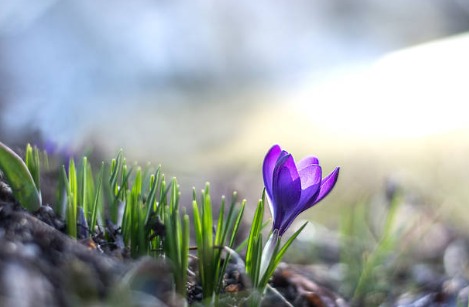  Equinócio de Primavera: como cada signo pode florescer nesse período?