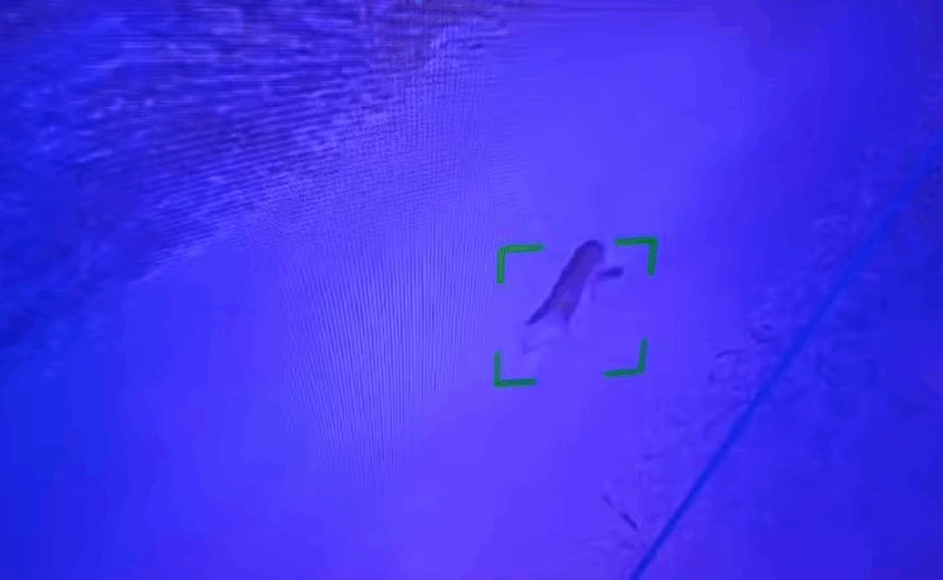  Onça é vista em condomínio no Jardim Botânico; polícia ambiental pede cautela aos moradores