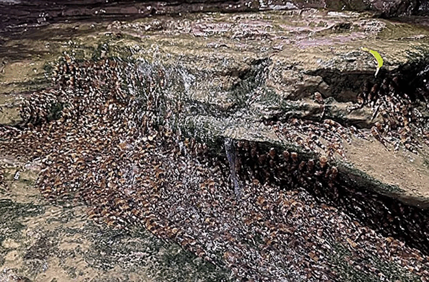  Bagres brasileiros conseguem escalar cachoeiras de 4 metros; veja vídeo