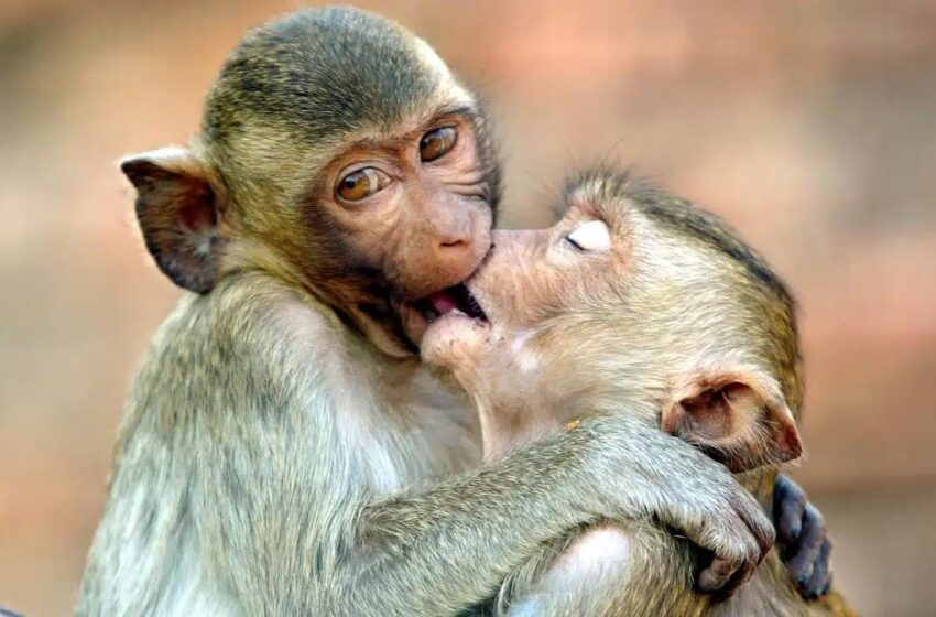  Beijo pode ter surgido há mais de 21 milhões de anos