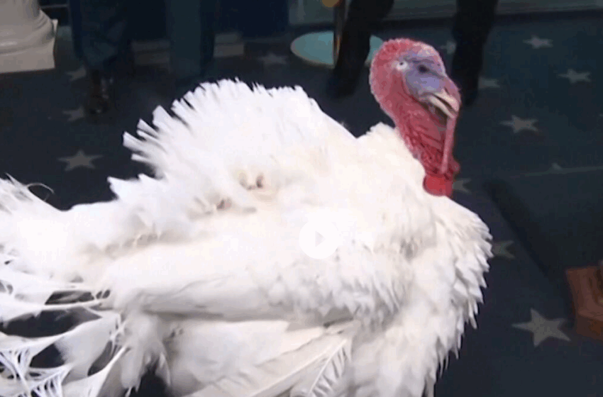  Peru é poupado de virar jantar, desfila e rouba a cena em cerimônia na Casa Branca