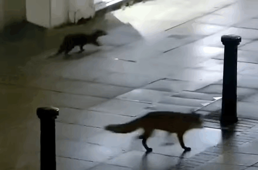  Raposa e lontra são flagradas por câmeras de segurança brincando em cidade deserta na Inglaterra; veja vídeo